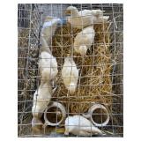 LEGHORN PULLETS