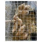 BUFF ORPHINGTON PULLETS