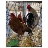 ROOSTER