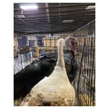 heritage turkey pair