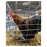brahma rooster