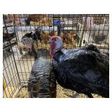 heritage turkey pair