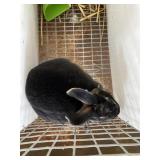 doe mini rex
