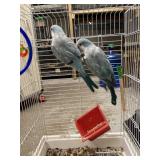 Quaker Parrots 1 male -1 female