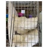 silkie roosters