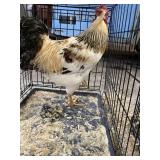 rooster