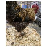 bym rooster 1 yr old