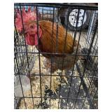 mix rooster