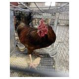 australop mx rooster