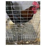 australop mx rooster