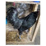 18 pack light brahma eggs