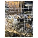 Barnyard mixed chickens 3 1/2 wks old