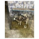 4 horn jacobs sheep
