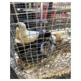 Barnyard Mixed Chicks 3 1/2 Weeks old