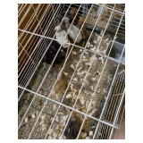 Barnyard Mixed Turken Chickens