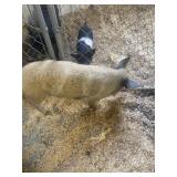young boar