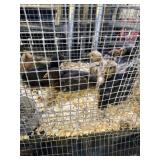 Barnyard Mixed Chickens 3 1/2 weeks old