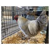 LAVENDAR ROOSTER