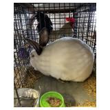 UNSEXED RABBIT