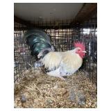 show bantam rooster