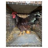 show bantam rooster