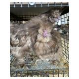 SILKIE