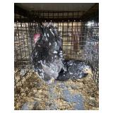 pair of mottled semtra