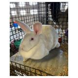 UNSEXED RABBIT