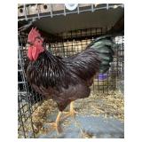 show bantam rooster