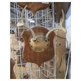 4 point deer antler mount