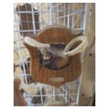 2 point deer antler mount