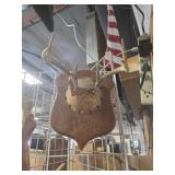 6 point deer antler mount
