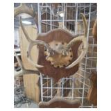 9 point deer antler mount