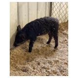 mangalica hjngarian heritage pig
