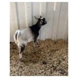 blk white billy goat