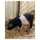 Hampshire pig