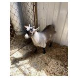 tan and white billy goat