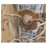 9 point deer antler mount