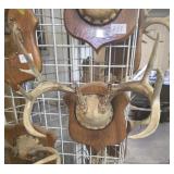 10 point deer antler mount