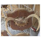 6 point deer antler mount