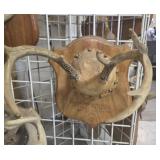 7 point deer antler mount