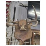 8 White tail deer antler mount
