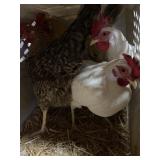 easter eggers