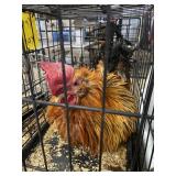 frizzle rooster