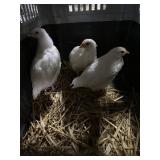 leghorn chicks