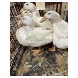 pekin ducks