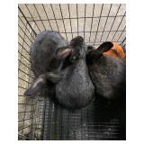 young mix rabbits