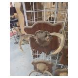7 point deer antler mount