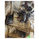 Young Turkeys