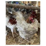 Trio of Chickens